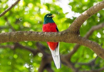 Narina Trogon